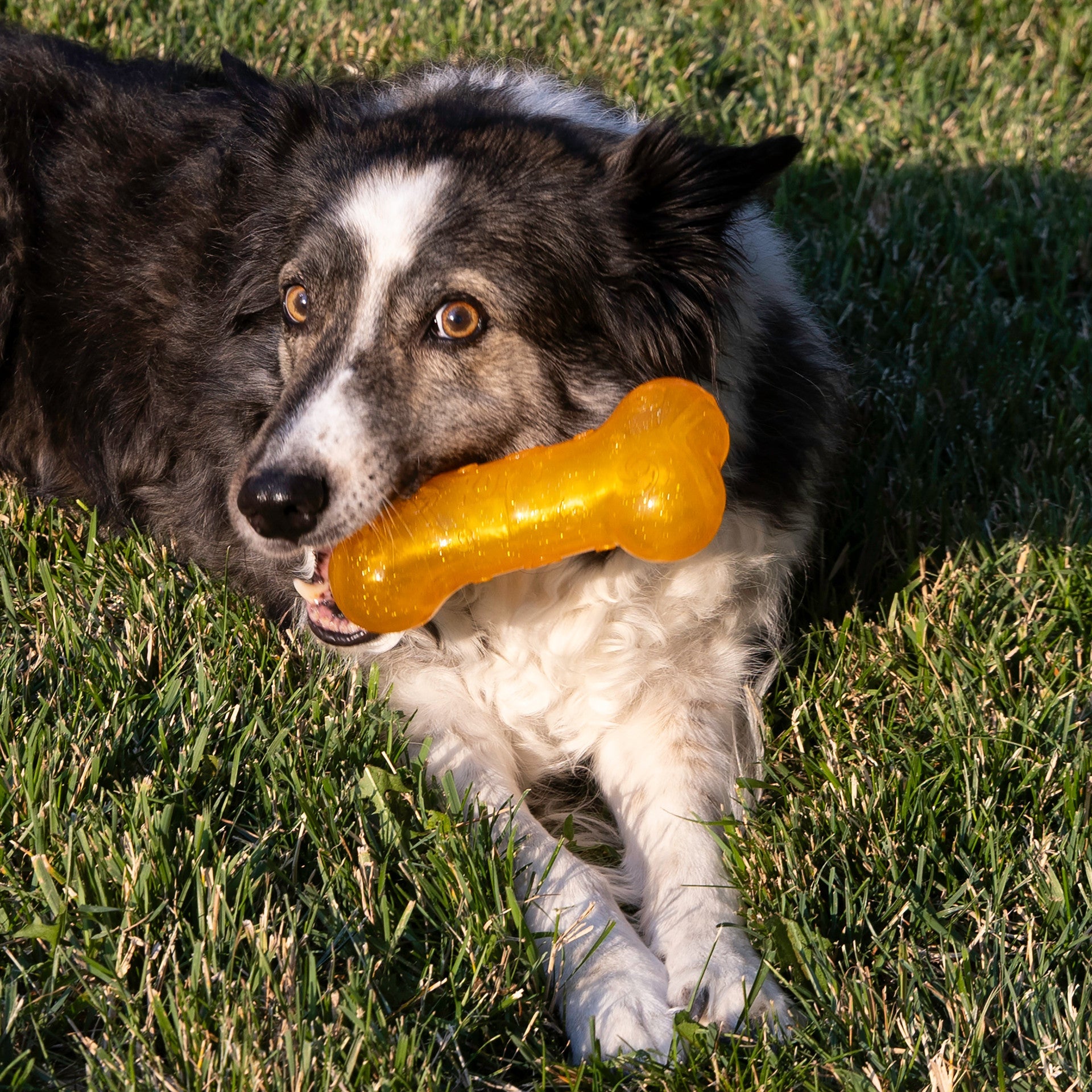 Squeezz Crackle Bone, Assorted Colors